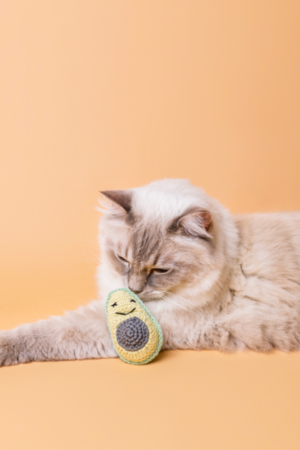 jouet chat mignon avec herbe à chat avocat crochet cataire