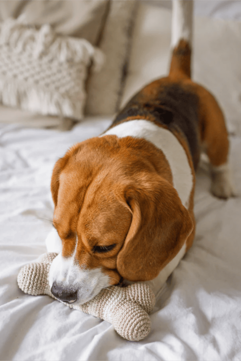 jouet en crochet forme os pour chien lilly beige beagle