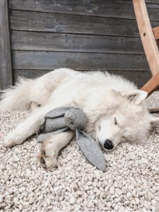 produits jouets pour chien