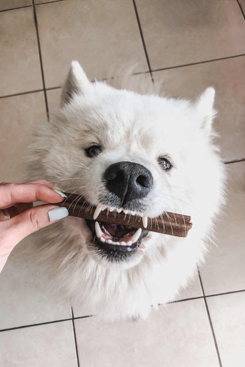 sticks dentaires pour chien wolfood