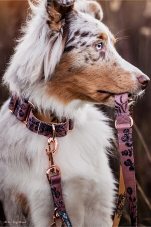 collier laisse harnais chien rose jaune imprimé végétal Dog Ahead berger australien