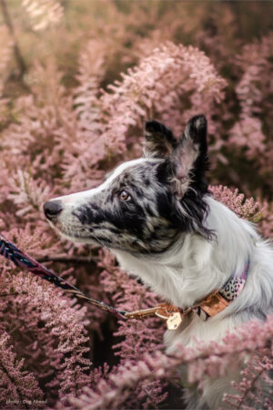 collier laisse harnais chien bleu violet imprimé fantaisie animalier Dog Ahead border collie