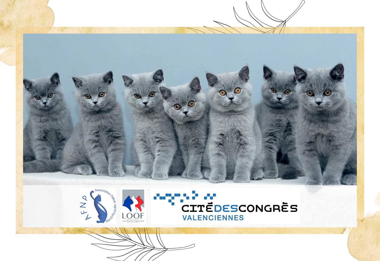 Exposition chats LOOF à la Cité des Congrès Valenciennes - Comptoir des Coussinets