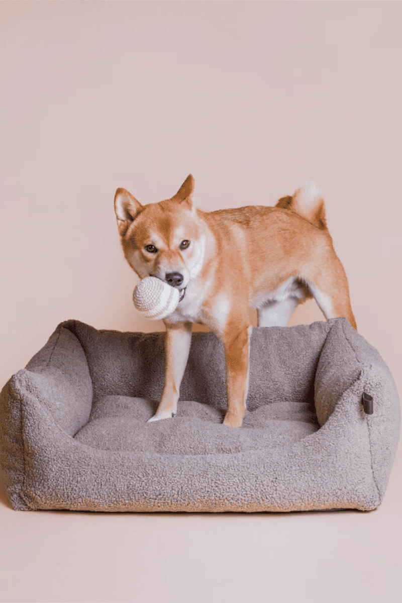 balle pour chien balle en crochet jouet pour chien rainbow beige shiba inu