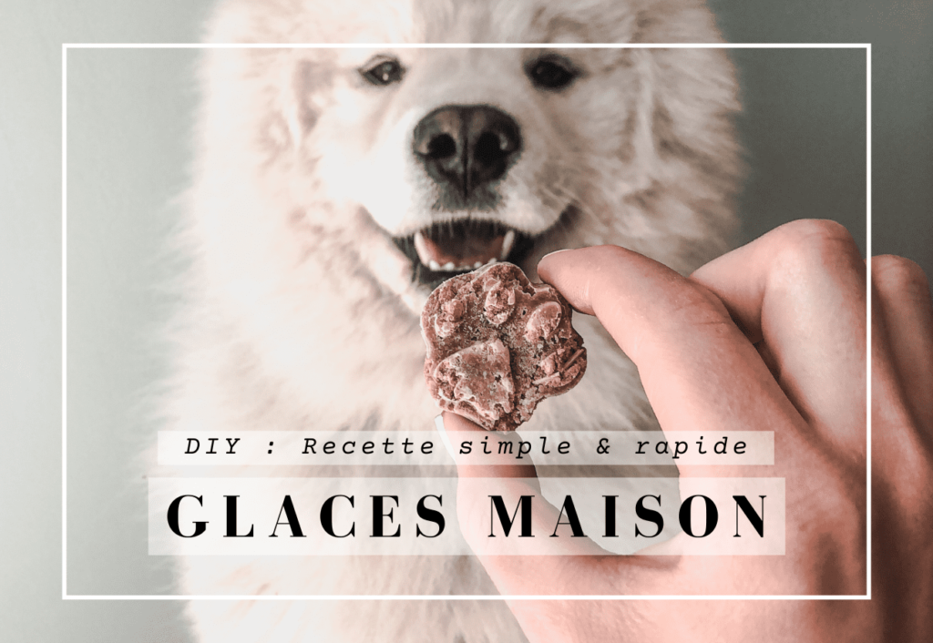 Recette : glaces maison pour chien ou chat - Comptoir des Coussinets
