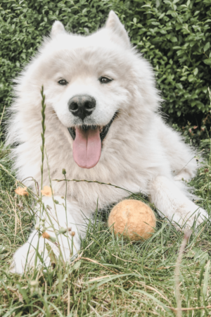 balle en laine pour chien jouet naturel résistant pour chien