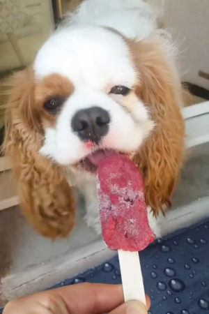 glaces pour chien maison pomme fraise menthe