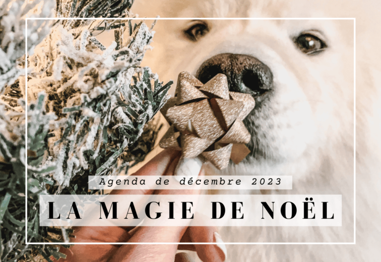 Animal House - Racine De Bruyère Pour Chiens - Mâchouilles Naturelles - Améliore L'hygiène Bucco-Dentaire - Soulage Le Stress Des Chiens - Résistant Et Durable (XL