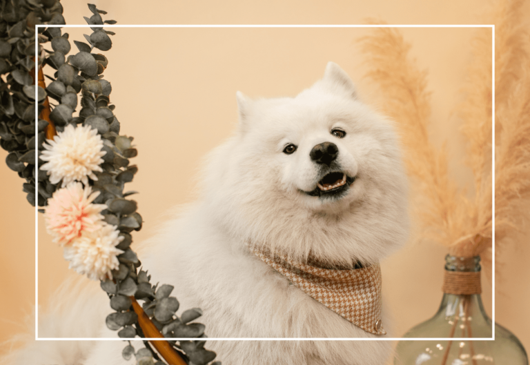 Recette : glaces maison pour chien ou chat - Comptoir des Coussinets