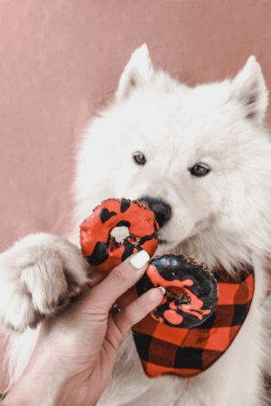 donuts halloween pour chien friandise naturelle