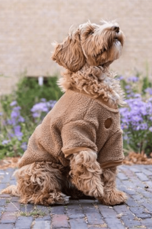 pull pour chien bouclette walking teddy bear marron