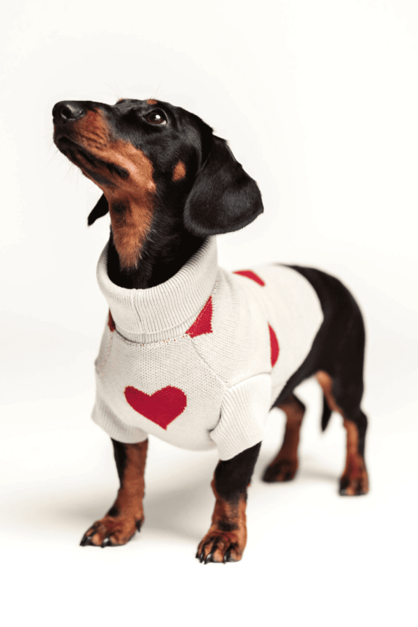 pull pour chien coeurs