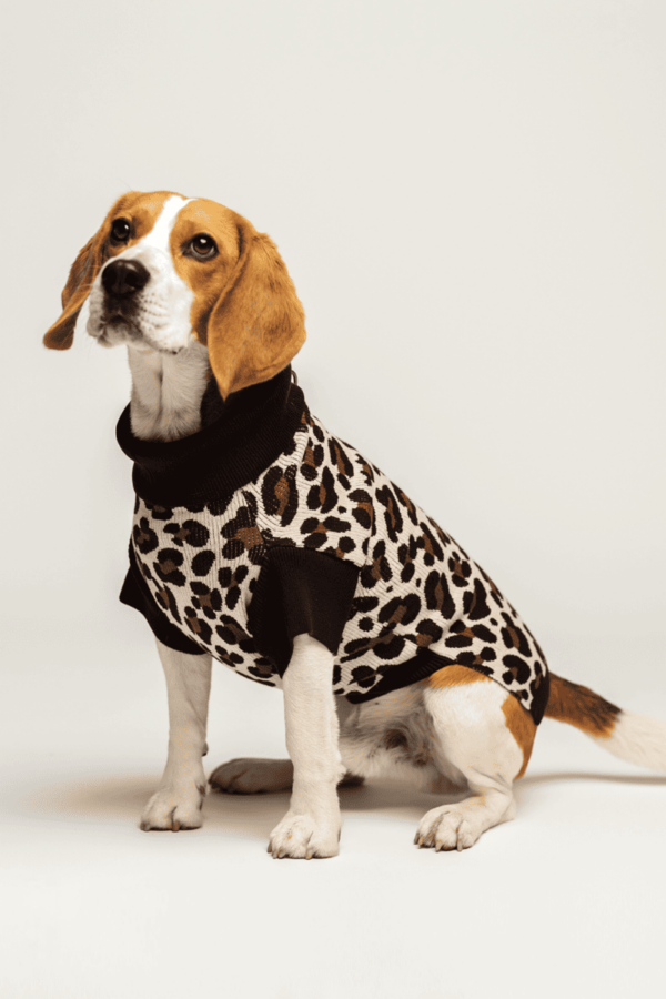 pull pour chien leopard