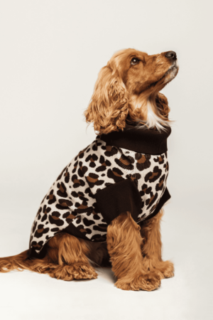 pull pour chien leopard