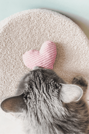 jouet pour chat coeur velours cataire catnip valériane