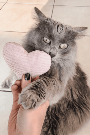 jouet pour chat coeur velours cataire catnip valériane