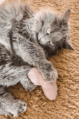 jouet pour chat coeur velours cataire catnip valériane