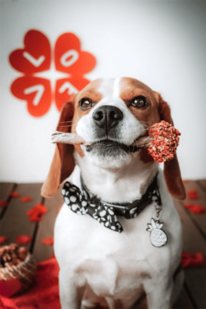 sucette pour chien saint valentin cooka's cookies friandise naturelle