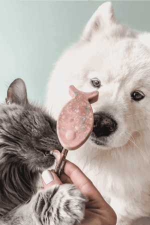 glaces pour chien chat poulet fraise cooka's cookies recette glaces pour chien maison
