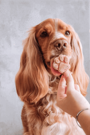 glaces pour chien chat poulet fraise cooka's cookies recette glaces pour chien maison