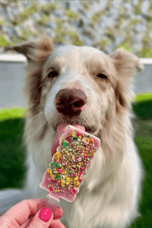 glaces pour chien chat poulet fraise cooka's cookies recette glaces pour chien maison