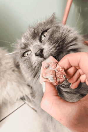 glaces pour chien chat poulet fraise cooka's cookies recette glaces pour chien maison