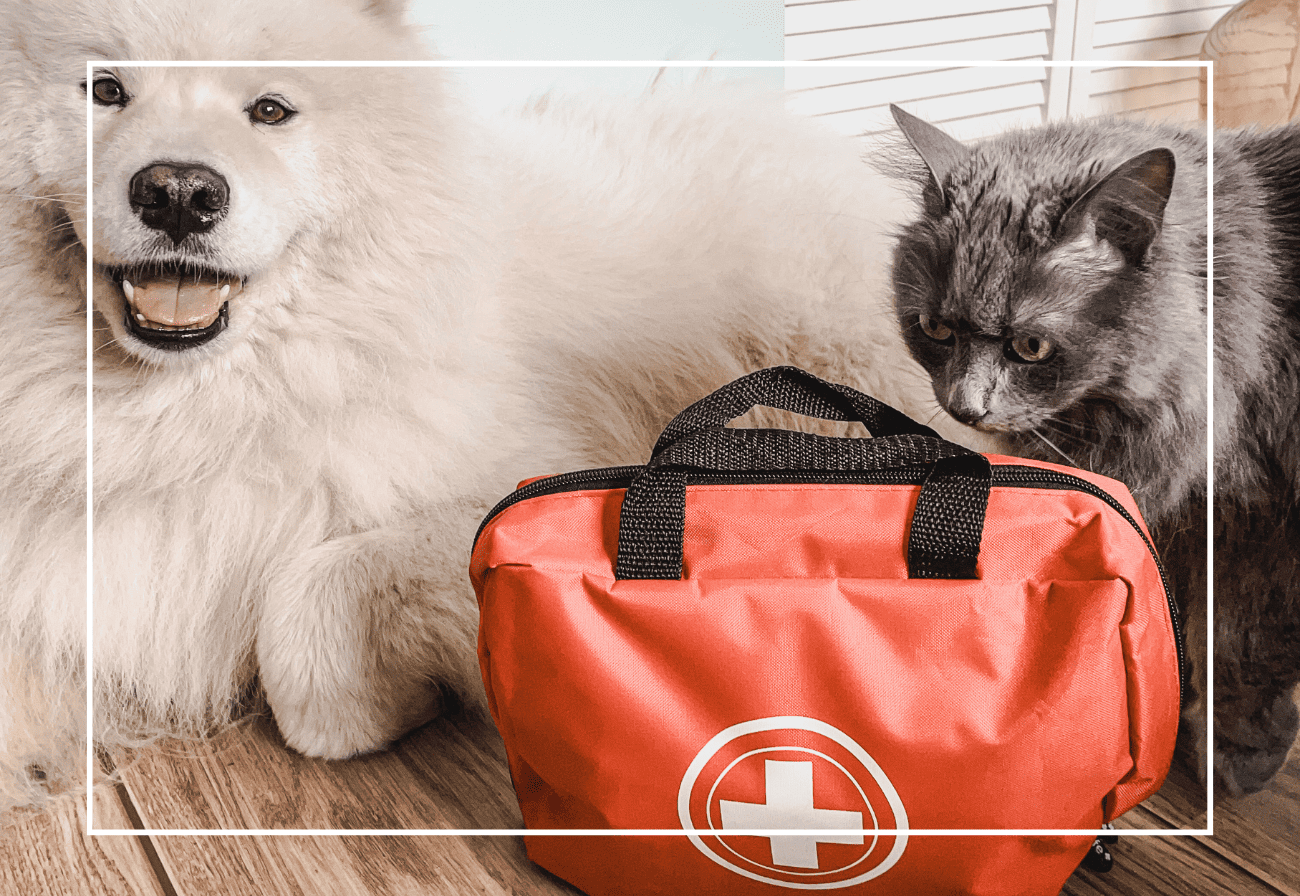 premiers secours chien chat comptoir des coussinets