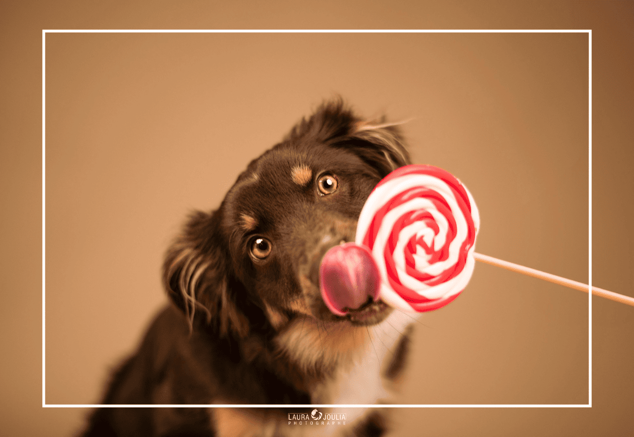 shooting photo chien lille laura joulia photographe comptoir des coussinets