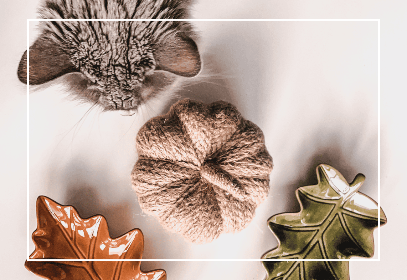 chat chaton comptoir des coussinets