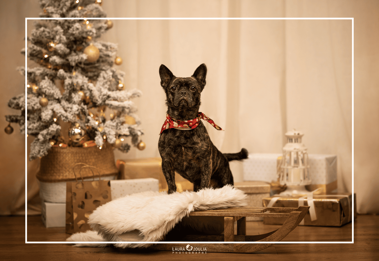 séance photo Noël chien Lille