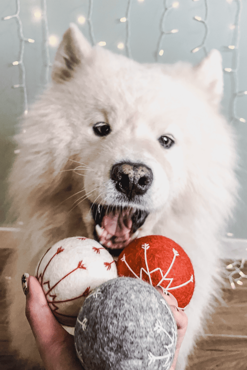 balle pour chien en laine cadeau jouet Noël pour chien boule de Noël