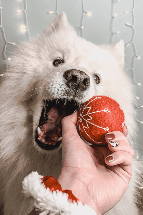 balle pour chien en laine cadeau jouet Noël pour chien boule de Noël