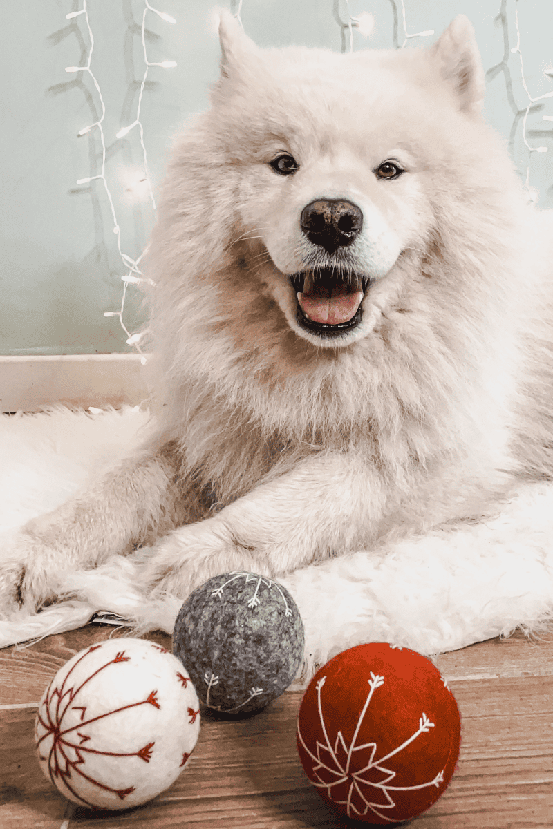 balle pour chien en laine cadeau jouet Noël pour chien boule de Noël