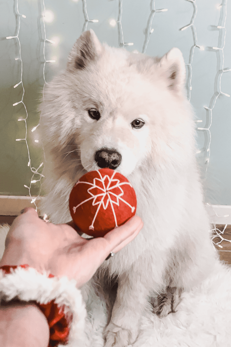 balle pour chien en laine cadeau jouet Noël pour chien boule de Noël