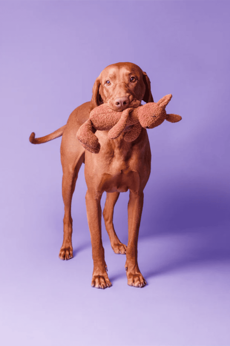 doudou pour chien écureuil peluche pour chien minimaliste