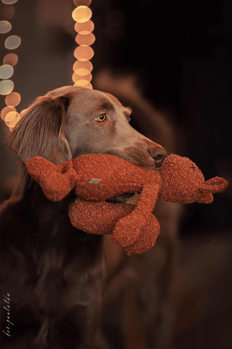 doudou pour chien écureuil peluche pour chien minimaliste