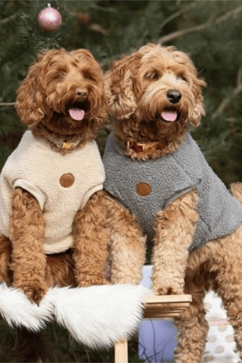 pull pour chien chaud beige gris bouclette