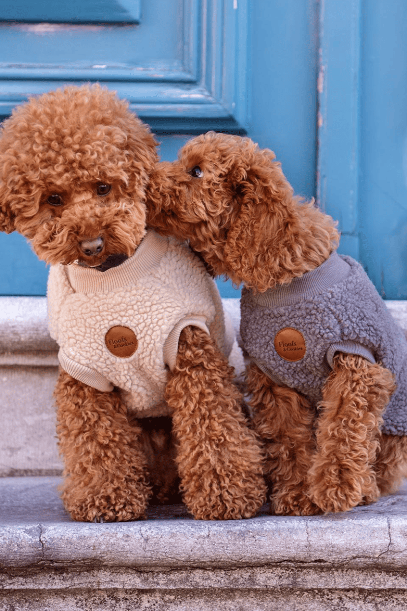 pull pour chien chaud beige gris bouclette