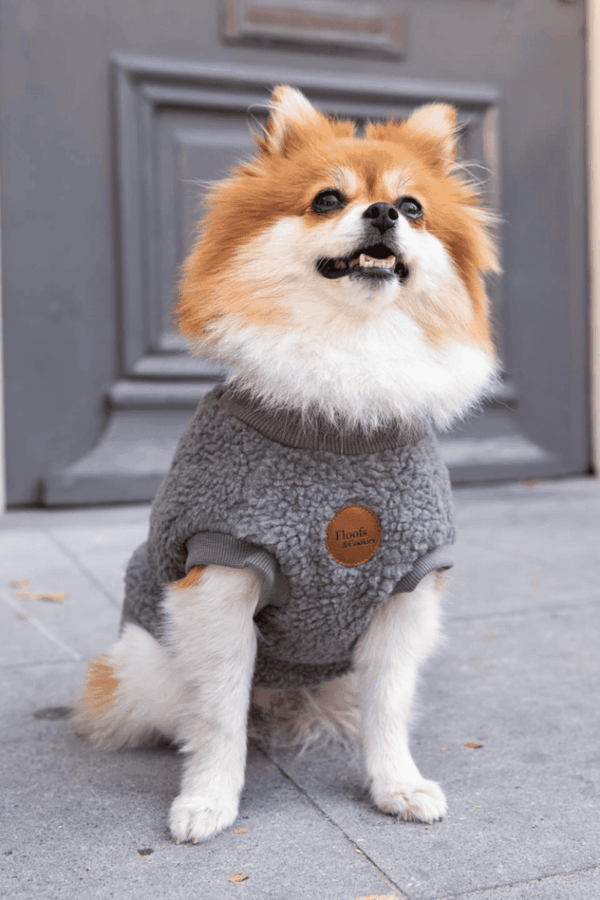 pull pour chien chaud gris bouclette