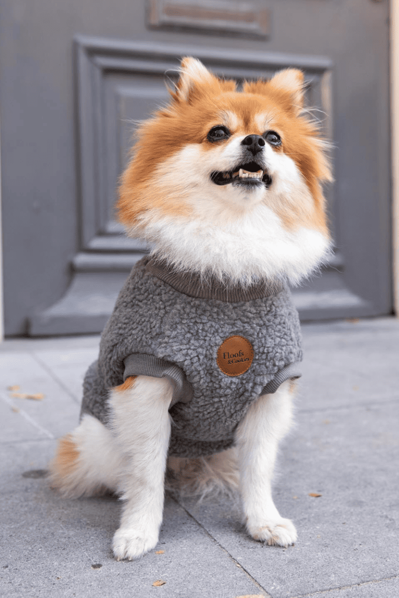 pull pour chien chaud gris bouclette