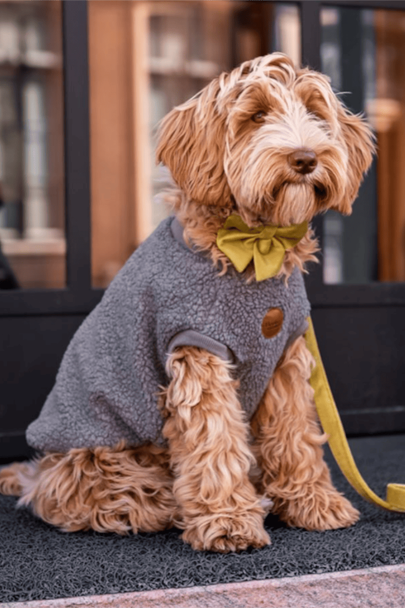pull pour chien chaud gris bouclette
