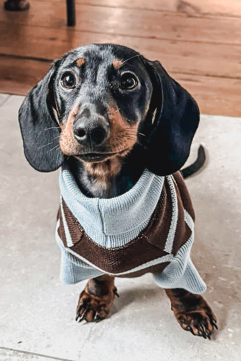 Pull pour chien rayures – Image 3