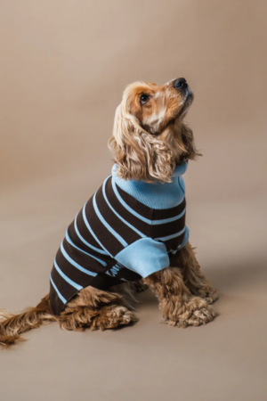 pull pour chien rayures bleu marron cocker spaniel
