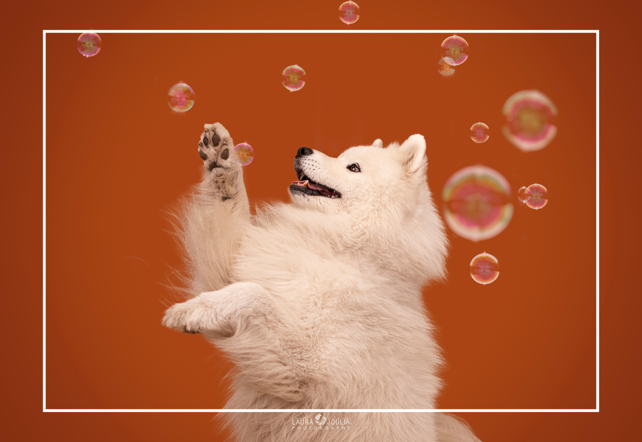 shooting photo chien chat séance photo animaux lille laura joulia photographe