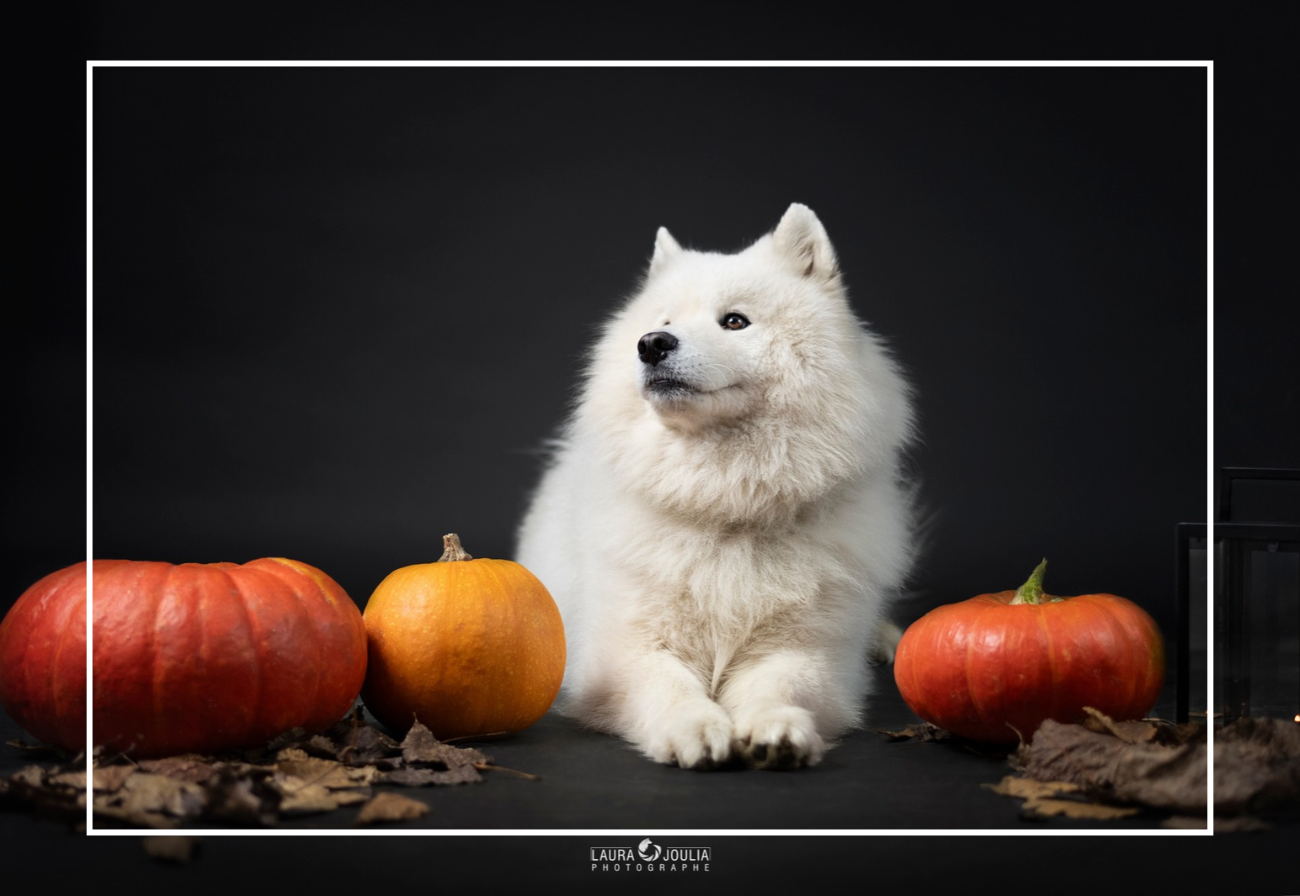 halloween chien lille